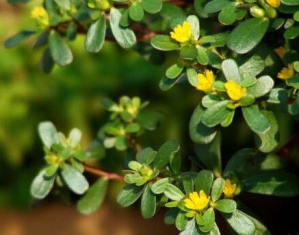 Breed method of purslane