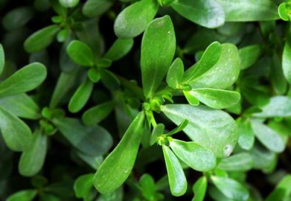 cultivation method of Portulaca oleracea