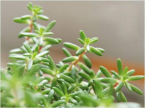 cultivation method of Portulaca oleracea