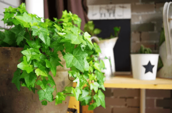 Ivy