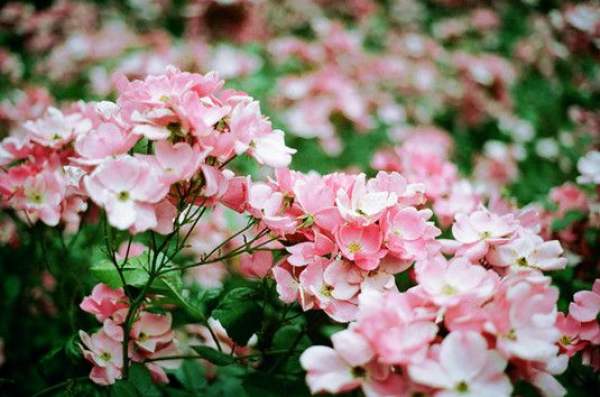 in spring, when are flowers suitable for going out? 
