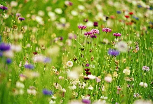 in spring, when are flowers suitable for going out? 