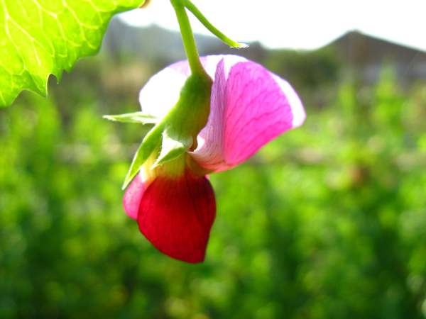 in spring, when are flowers suitable for going out? 