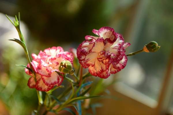 How to judge whether flowers like shade or light?