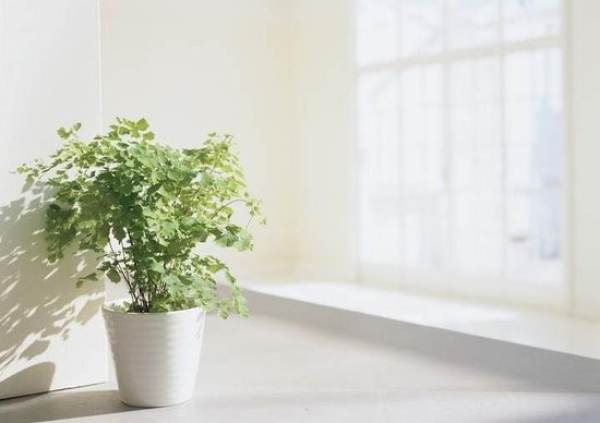 What is the best water for watering flowers at home?