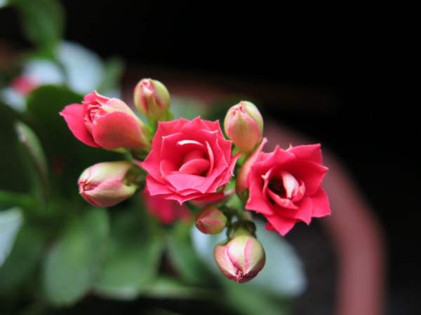 Illumination requirement for potted Jonquil
