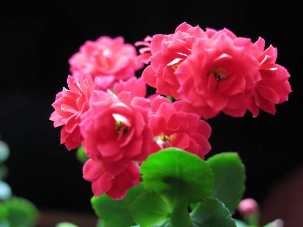 light requirements for longevity flower potted plants