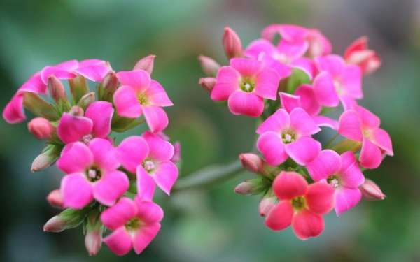 is longevity flower poisonous? 