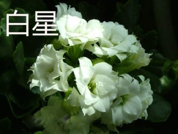 White Star