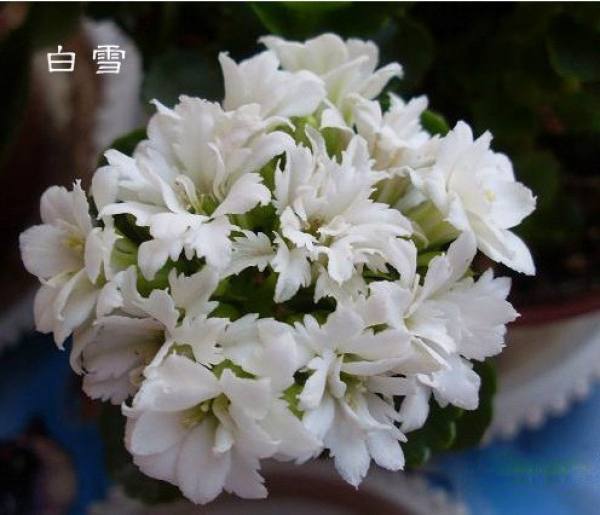 White Star