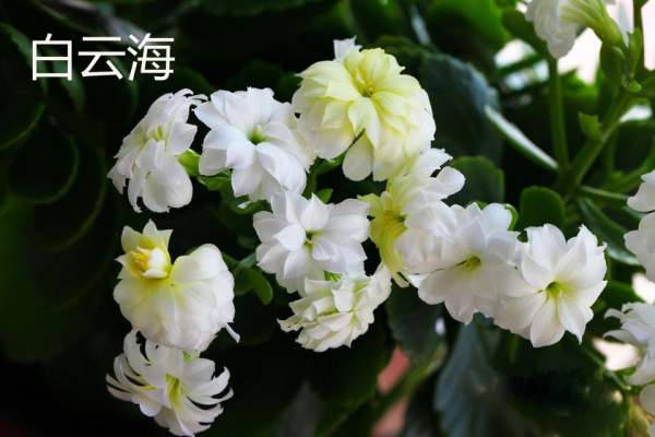 White Star