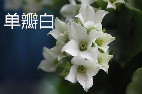 White Star