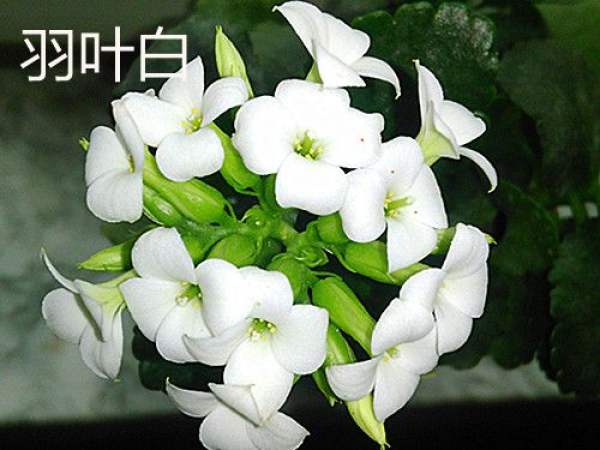 White Star