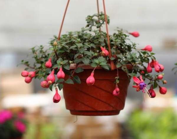 Timely pinching and pruning are needed to prolong the flowering period.
