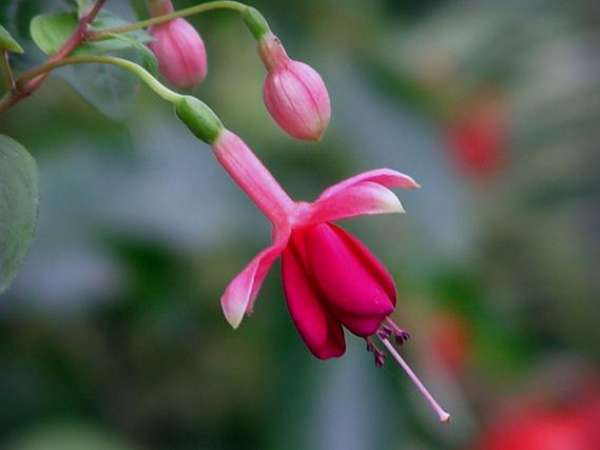 Timely pinching and pruning are needed to prolong the flowering period.