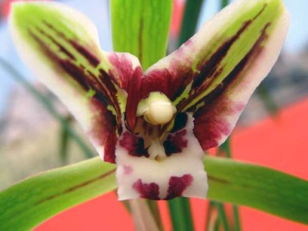 Precautions before purchasing Cymbidium