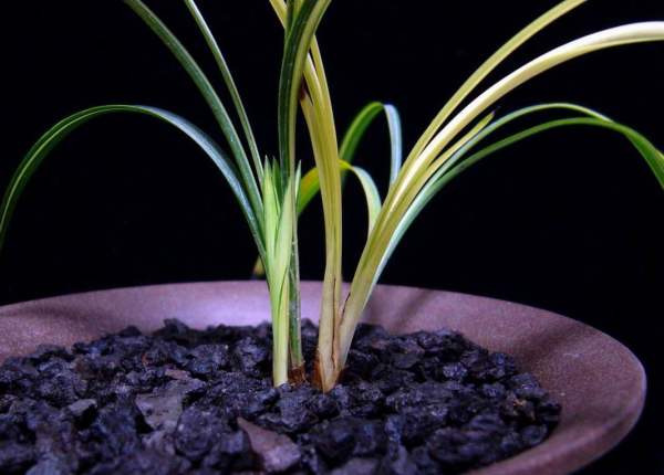 Environmental Requirements of Cymbidium goeringii