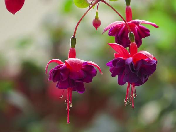 Golden Bell with big flower hanging upside down