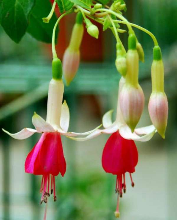 Golden Bell with big flower hanging upside down