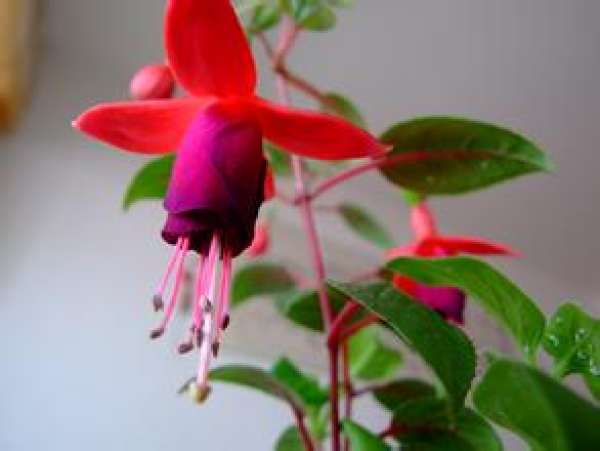 Golden Bell with big flower hanging upside down