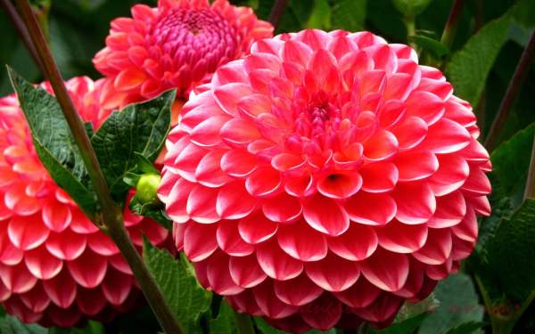 Method for watering dahlia