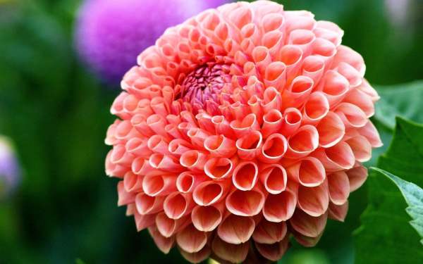Method for watering dahlia