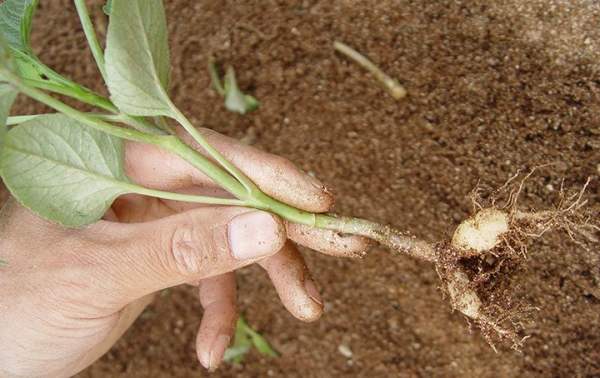 Harvesting of Dahlia tuberous root