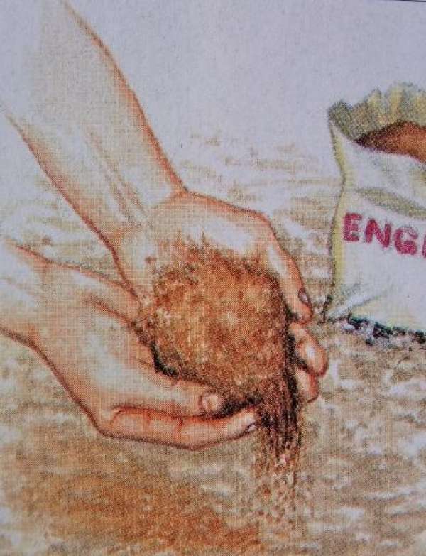 Remove the dry roots.