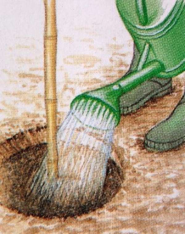 Remove the dry roots.