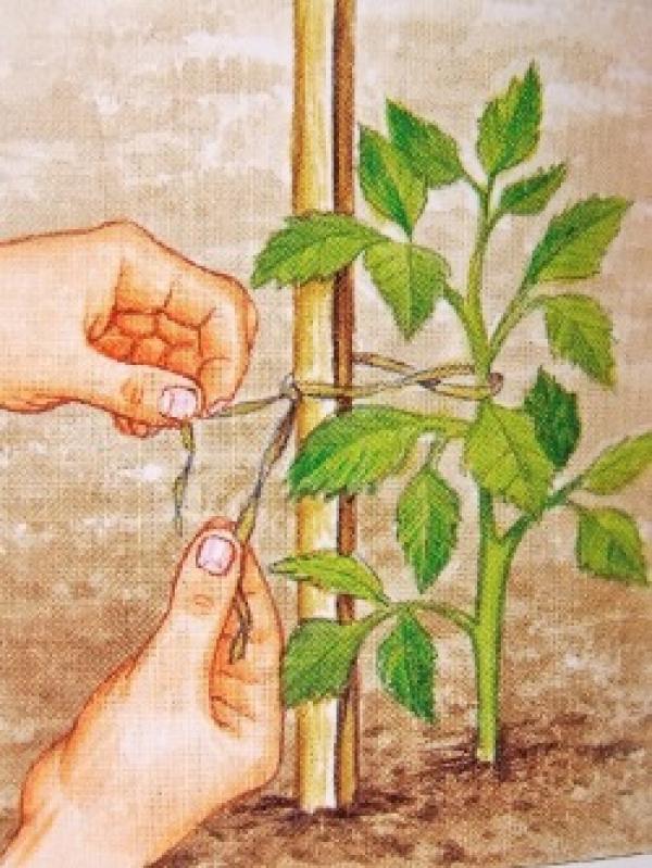 Remove the dry roots.
