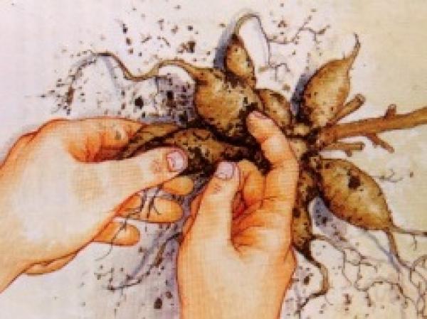 Remove the dry roots.