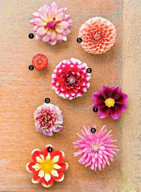 Introduction of Dahlias in Different Shape