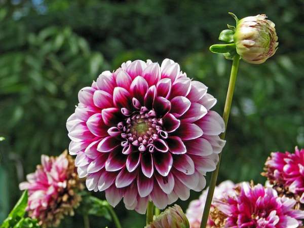 Introduction of Dahlias in Different Shape