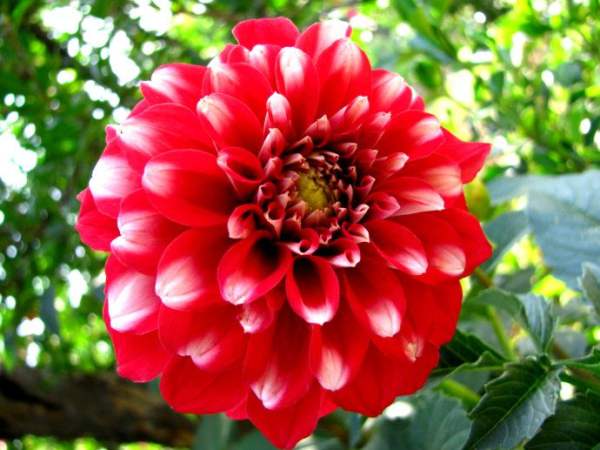 Introduction of Dahlias in Different Shape
