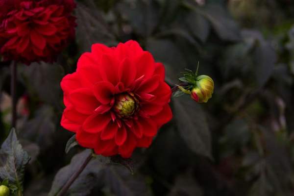 Introduction of Dahlias in Different Shape
