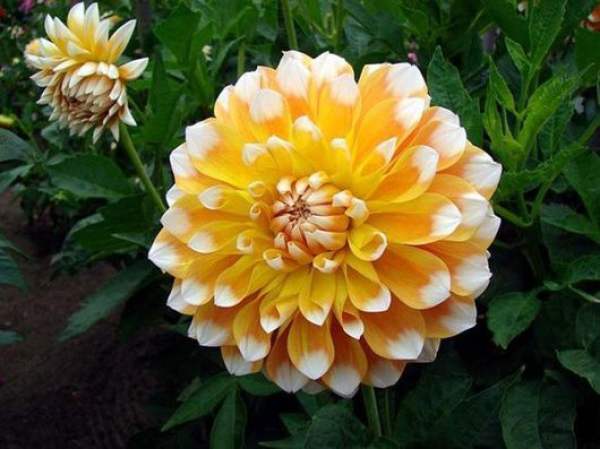 Introduction of Dahlias in Different Shape