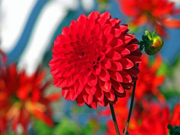 Introduction of Dahlias in Different Shape