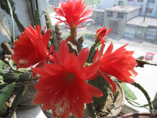 Watering requirement of lotus