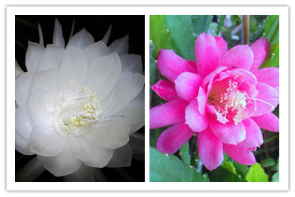 Look at the flowering time.