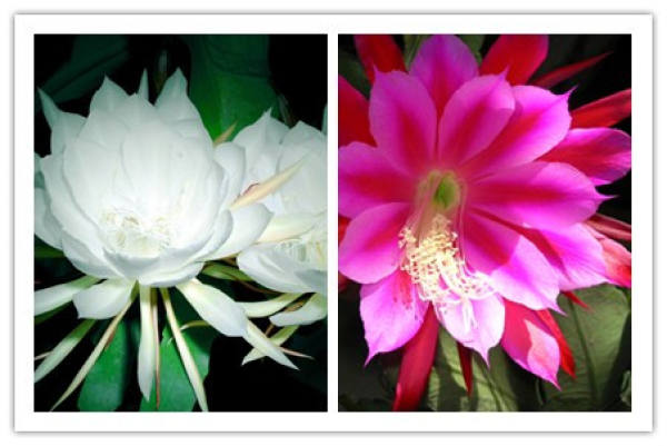 Look at the flowering time.