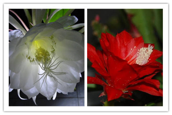 look at flowering time