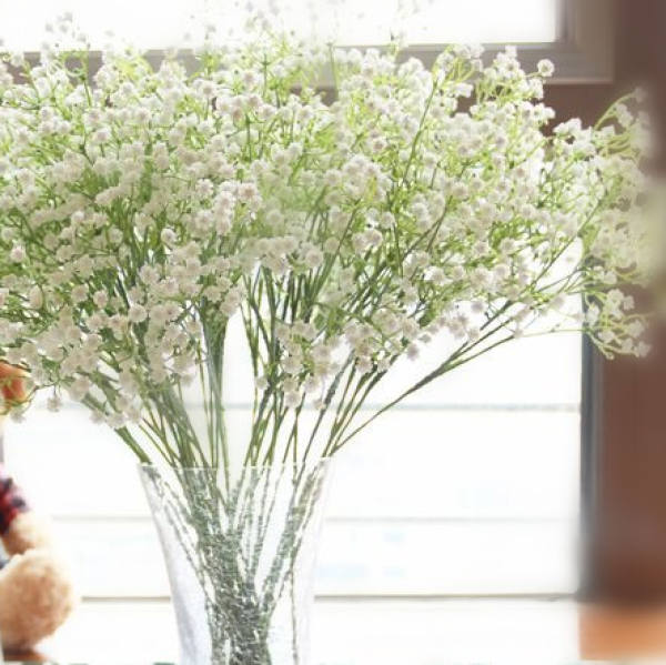 Gypsophila paniculata cultivation: water control