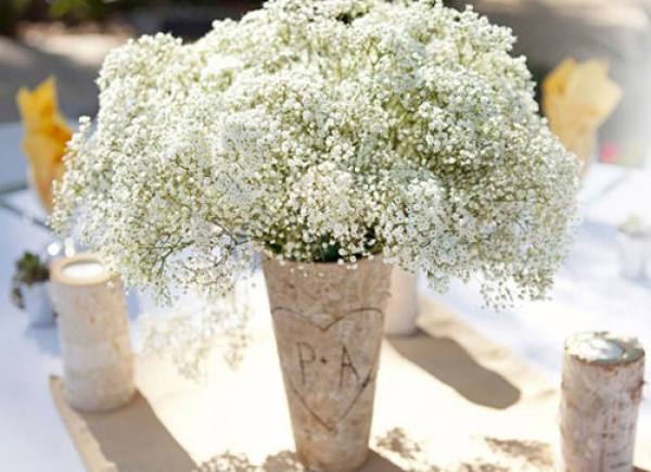 Gypsophila paniculata