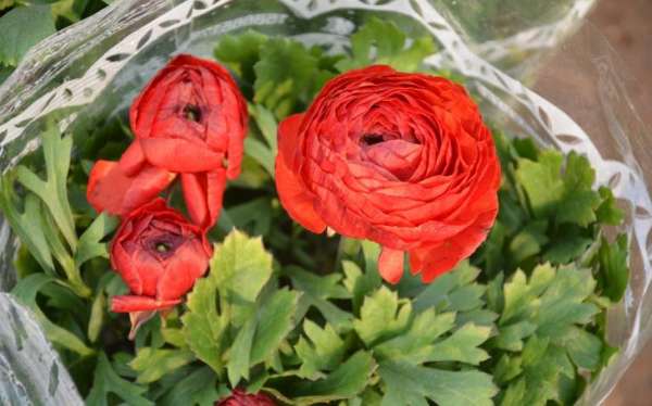 The Ramet Time of Ranunculus japonicus