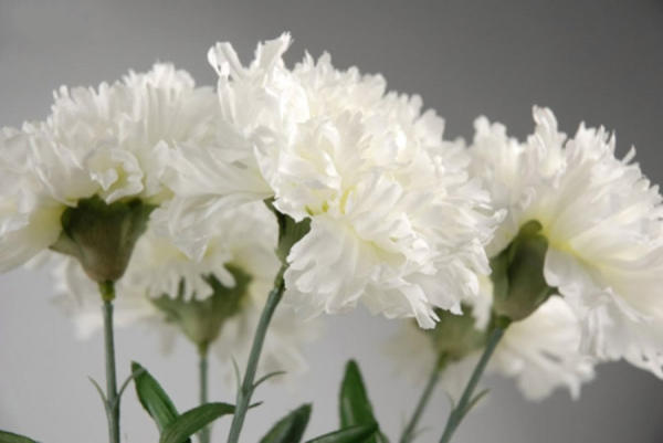 White carnation flower language