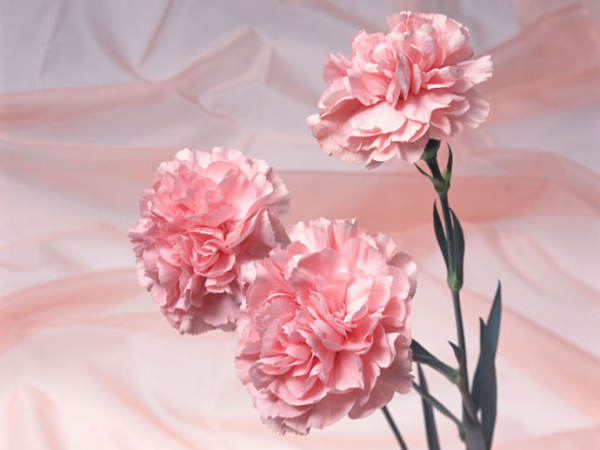 White carnation flower language