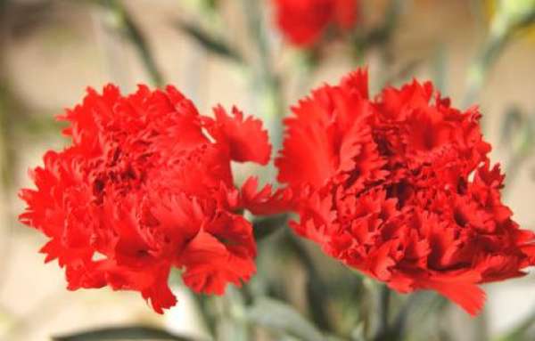 White carnation flower language