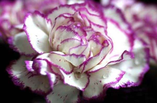 White carnation flower language