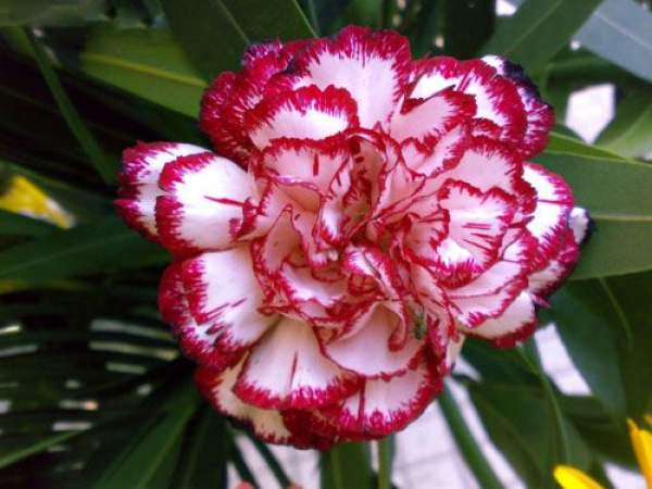 white carnation flower language