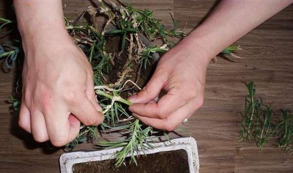 Carnation cutting Carnation cutting